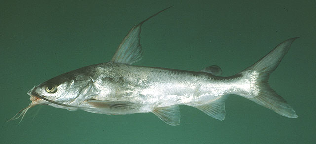 ปลากดครีบดำ
Arius jella   Day, 1877  
Blackfin sea catfish  
ขนาด 30cm
พบตามชายฝั่งทะเลใกล้กับปา