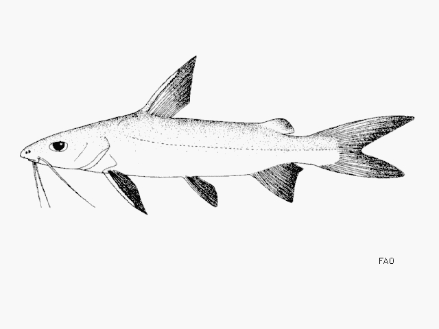 ปลากดเหลือง
Arius venosus   Valenciennes, 1840  
Veined catfish  
ขนาด 25 cm
พบในบริเวณปากแม่น้ำ