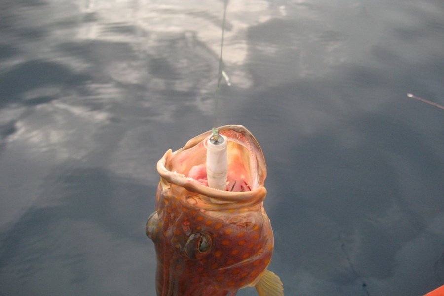 ตกหมึกได้ปลาเก๋าอนุบาลมันแปลกเลยถ่ายมาให้ดูครับ :blush: