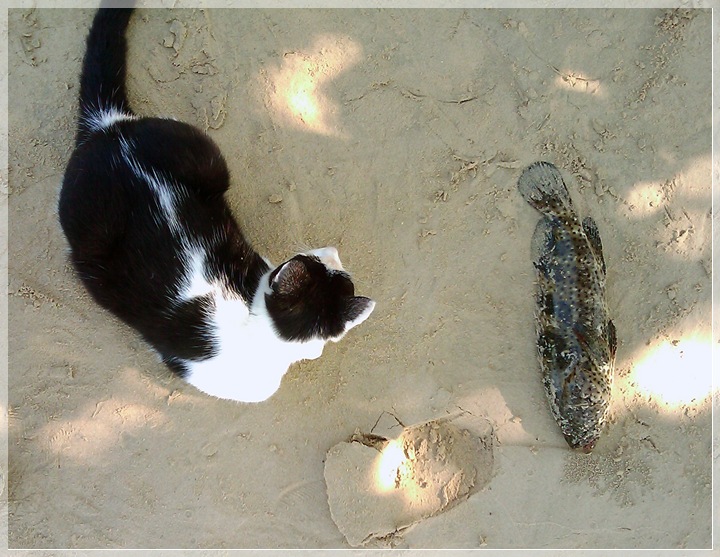 ตอนเก็บปลา น้องแมว ตัวเดิม คราวนี้ มาั่นั่งเฝ้าปลาเก๋า เลย  :laughing: :laughing: