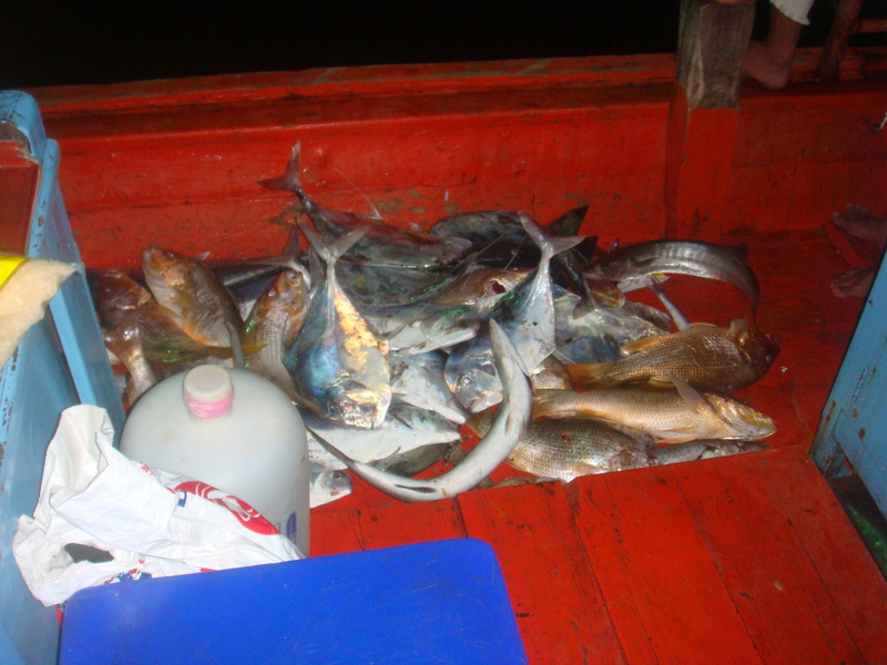 คืนแรก เราได้ปลา ประมาณ  70  โล  ไต๋หลีบอกคร่าวๆ  จากปลา 4 เข่งเต็มๆ.......พอปลากินห่างตัว ปลาชุดนี้