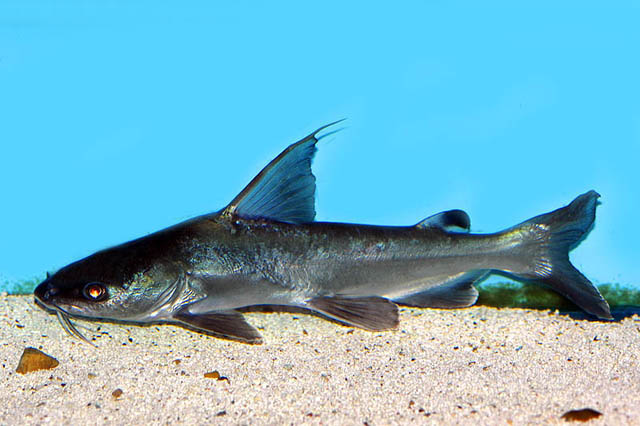 ปลาอุก
Cephalocassis jatia   (Hamilton, 1822)  
River catfish  
สถานที่พบ แม่น้ำที่ไหลลงทะเลที่ขุ