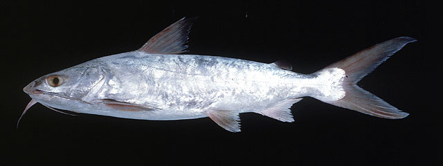 ปลาริวกิว ทูกังหรือ ลูทู
Netuma thalassina   (Rüppell, 1837)  
Giant catfish  
ขนาด 130 cm
