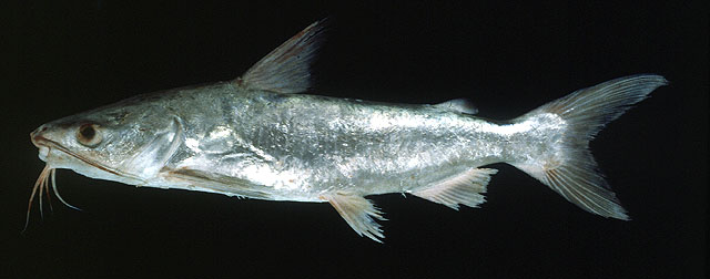 ต่อครับ
ปลากดทะเล
Plicofollis tenuispinis   (Day, 1877)  
Thinspine sea catfish  
ขนาด 40 cm
พบ