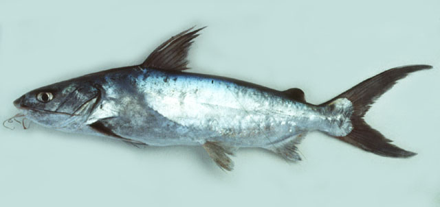 ปลาทูกัง
Netuma bilineata   (Valenciennes, 1840)  
Bronze catfish 
ขนาด 60 cm
พบบริเวณชายฝั่งทะเ