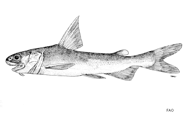 ปลากดลิง
Ketengus typus   Bleeker, 1847  
Bigmouth sea catfish  
ขนาด 20cm
พบมากในแม่น้ำที่ไหลลง