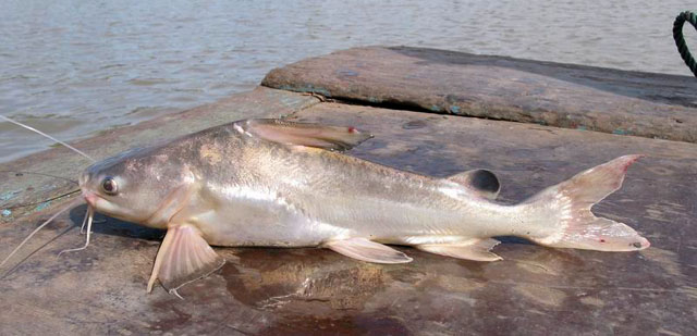 ปลากดหางแดง
Nemapteryx nenga
ขนาด 30cm
พบตามแม่น้ำตอนล่าง แม่น้ำที่มีน้ำขุ่น พบชุกชุมในแม่น้ำบางป