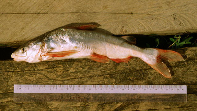 ปลาอุกใหญ่
Cephalocassis borneensis  
พบในแม่น้ำตอนล่างของแม่น้ำท่าจีน แม่กลอง บางปะกง และ แม่น้ำป