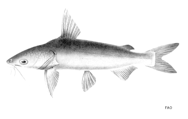 ปลากดทะเล
Arius leptonotacanthus
ไม่มีข้อมูลครับ