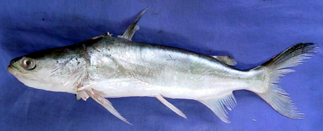 ปลากดหัวกบ ปลาอุกปากกว้าง
Batrachocephalus mino   (Hamilton, 1822)  
Beardless sea catfish  
ขนาด