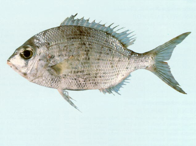 ตะมะแก้วลายดำ
Gymnocranius elongatus   Senta, 1973  
Forktail large-eye bream 
ขนาด 30cm
พบทั่วม