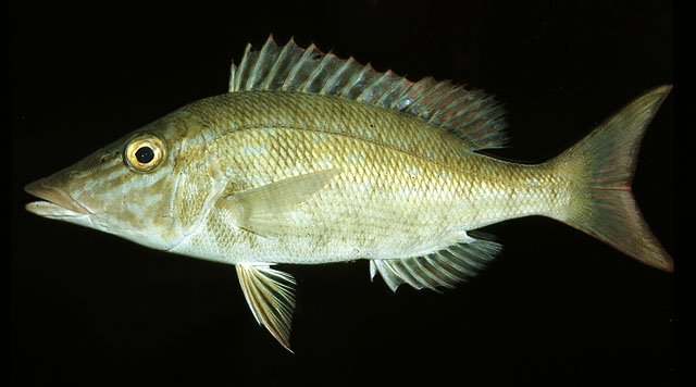 ปลาหมูหน้าเสียม ปลาหัวเสี้ยม ปลาโช๊ะ ปากแหนบ
Lethrinus olivaceus   Valenciennes, 1830  
Longface e