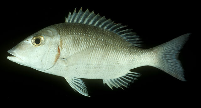 ปลาหมูสีแก้มแดง กะลาสี โซ๊ะ
Lethrinus lentjan   (Lacepède, 1802)  
Pink ear emperor  
ขนาด