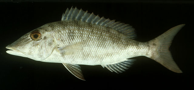 ปลาหมูหน้าเสียมเล็ก หัวเสี้ยมหน้าลาย
Lethrinus microdon   Valenciennes, 1830  
Smalltooth emperor 