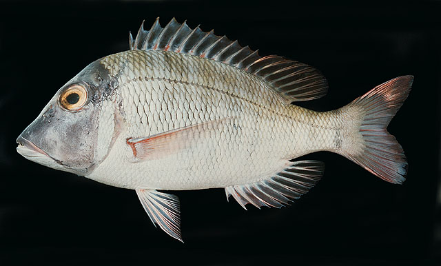 ปลาหมูสีครีบแดง
Lethrinus mahsena   (Forsskål, 1775)  
Sky emperor  
ขนาด 40cm
พบในมหาสมุท