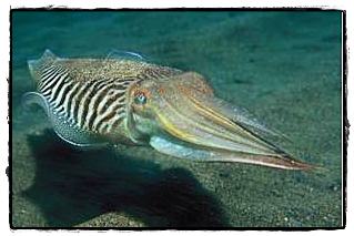อันดับ 9 หมึกกระดอง (Cuttlefish)

ปลาหมึกกระดอง หรือปลาหมึก Plocctopuses ส่วนใหญ่แล้วจะใช้พิษในการ