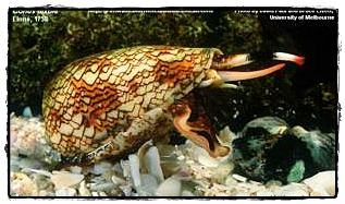 อันดับ 7 หอยสังข์ (Cone Snail)

หอยสังข์เป็นสัตว์ที่ไม่มีกระดูกสันหลัง จัดว่าเป็นหอยที่มีสีสันสวยง