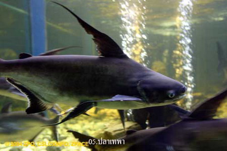 อันดับที่ 5
ปลา เทพา
ชื่อวิทยาศาสตร์ Pangasius sanitwongsei
ถิ่นอาศัย ลุ่มแม่น้ำเจ้าพระยา ลุ่มแม่