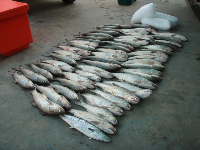 ถ่ายรูปมาน้อยครับ รูปปลารวมเลยละกัน 

    สรุป ปลาที่จิ๊กได้วันนี้ ปลากุเลา 62 ตัว

            