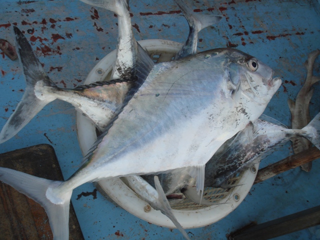 โฉมงามยามเช้า..ของวันใหม่ที่รอ ขึ้นมาเที่ยวบนเรือ 