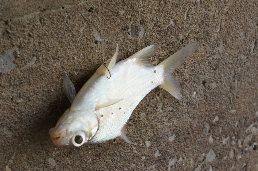 ตัวนี้ชื่อปลาซวยครับ  ผมเก็บเบ็ดแล้วมันไปเกี่ยวข้างลำตัวมา :grin:
