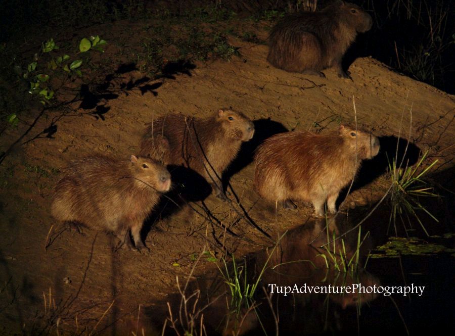 Capybara ใหญ่ที่สุดในตระกูลหนู หกสิบโล