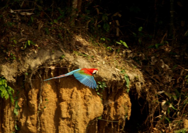 นกแก้วไป ถึงตานกแก้วยักษ์ Blue and Green Macaw ลงกินดิน