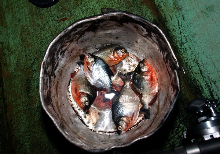 เหยื่อตกปลากด ปลากระเบน ใช้ปิรันย่า 
ความจิงใช้ปิรันย่าเปนเหยื่อไม่ค่อยดี ปลาอย่างอื่นดีกว่า แต่พอเ
