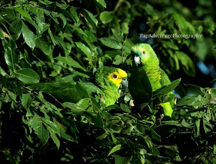 Mealy Parrots

ส่วนมากบินเปนคู่น่ารักมากก ตามธรรมชาติ ที่สังเกตูเห็นนกแก้วยิ่งเล็กจะจับฝูงบินเปนฝู