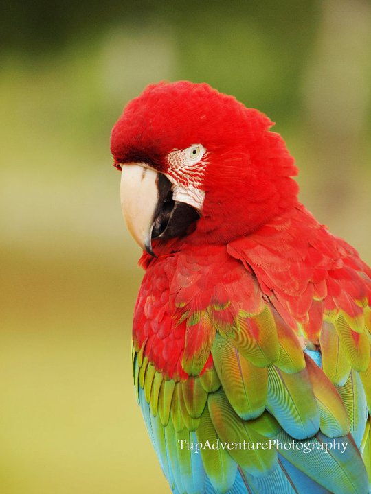 นี้ละครับ Macaw อยู่อย่างธรรมชาติ หาอาหารกินเอง อาหารที่ธรรมชาติสร้างมาให้ ทำกิจกรรมอย่างที่ธรรมชาติ