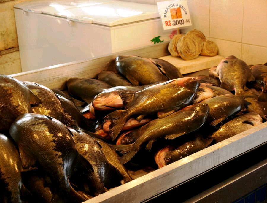 ปลา ทามบากิ Tambaqui กินพืชขายดีที่ตลาดสด

มุมขวาบนเนื้อปลา Arapaima ประมาน 360 บาทต่อกิโล