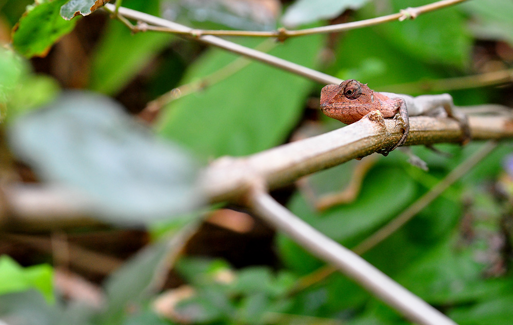 
มาต่อกับเลนส์Micro 55/f2.8มือหมุน วัดแสงด้วยใจกันครับ   :laughing: :laughing: :laughing: