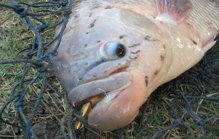 ปลาแรดกัดเหยื่อปลอม มึนเลยครับน้า โดนกับตัวเองไม่เห็นกับตาไม่เชื่อครับ