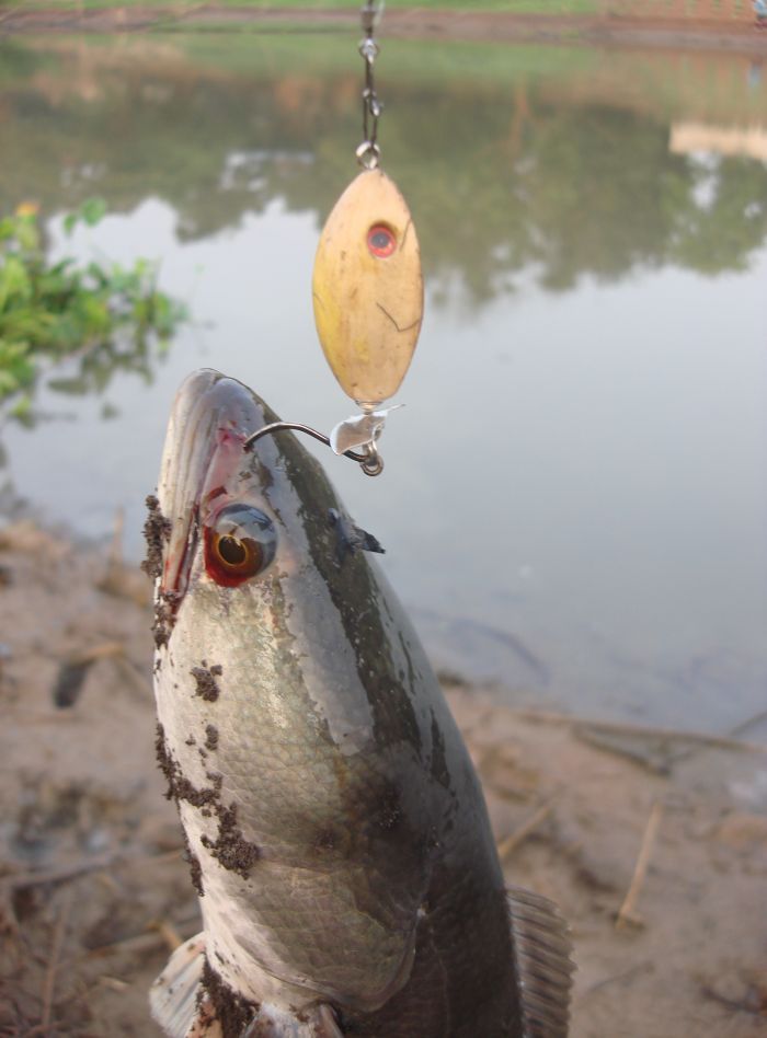 สังเกตุที่คมเบ็ดตัวเดียวองศาเบ็ดไม่ติดในปากแต่คมเบ็ดปักลงด้านกระโหลกปากด้านบนปลาครับมิดเงี่ยง :grin:
