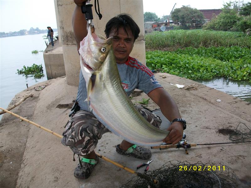 2. ปลาเบี้ยว หรือ คางเบือน   เป็นปลาล่าเหยื่อที่อาศัยอยู่ในระดับน้าค่อนข้างลึกเป็นปลาที่มีขนาดโตเต็ม