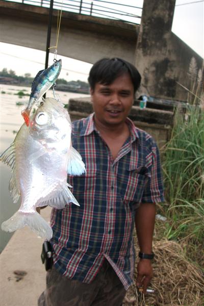 12. ปลาแป้น หรือปลาข้าวเม่า  เป็นปลาที่หากินในระดับค่อนข้างลึก กินลูกกุ้งลูกปลาเล็กๆเป็นอาหาร ตัวมีข