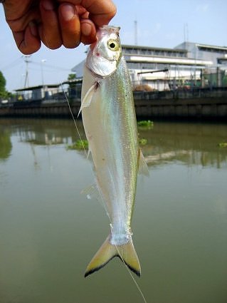13. ปลาแปปควาย   เป็นปลาล่าเหยื่อระดับผิวน้ำครับ จะต้อนลูกปลาจากข้างล่างมากินระดับผิวน้ำ หากินเป็นฝู