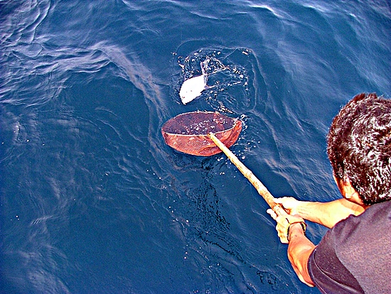 ส่วนป๋าคอยช่วยช้อนปลาให้เนื่องจากยังไม่รู้เทคนิคตกปลาทะเลแถบนี้พอดูไปแป๊บเดียวเห็นป๋าก็ได้ไปหลายตัวอ