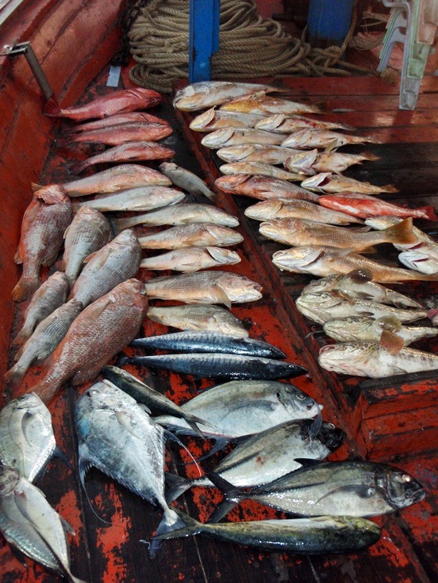  อังเกย 31 ตัว เก๋า 5 แดงเขี้ยว 5 อย่างอื่นอีกเล็กน้อย ไม่รวมปลาที่กินไปแล้วนะครับ