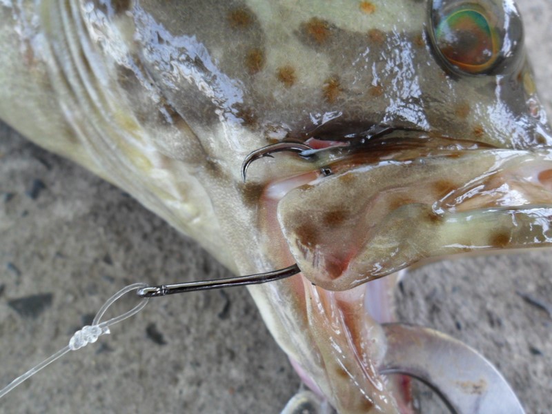 เข้ามุมปากสวยๆ วันนี้ใช้เบ็ดเบอร์ใหญ่หน่อยเกี่ยวลูกปลาเป็นตัวใหญ่กะจะล่อเจ้าสากเห็นมาป้วนเปี้ยนอยู่.