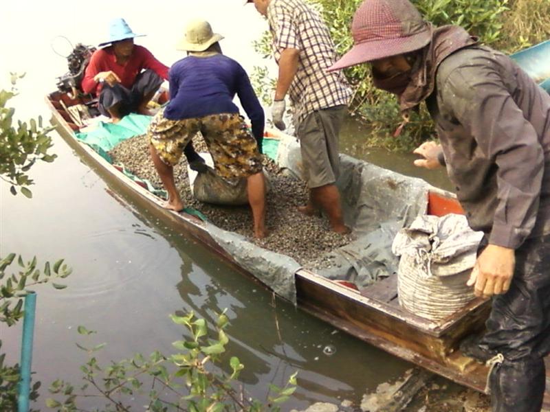 ถึงวังแล้ว เรือหอยกำลังลำเลียงหอยมาลงเรือ. :smile: