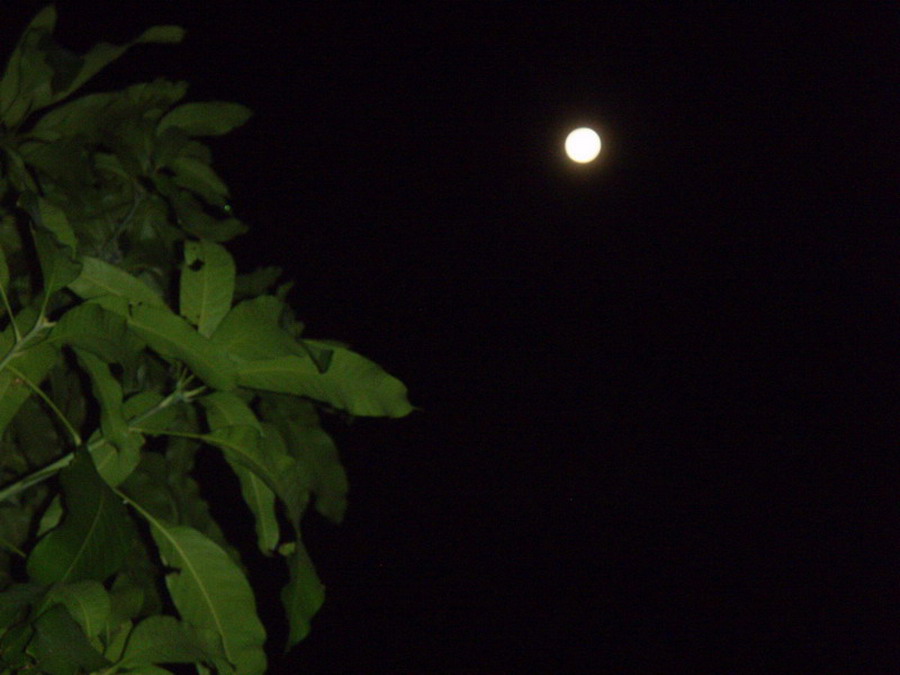 ตีสาม ออกมานั่งดู พระจันทร์ สวยมากคับ ...........ตอนนี้ อัพโหลด ภาพสุดท้าย 11.20 น.รอบบ่าย กะ หาลงหม