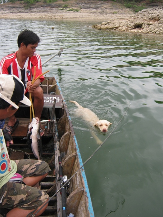 มีหมาว่ายน้ำตามเรือมาด้วยครับ..........................................สงสัยคงรู้จักกับไต๋


 :la