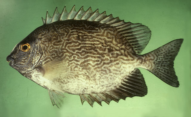 ปลาสลิดหินลาย
Siganus vermiculatus   (Valenciennes, 1835)  
Vermiculated spinefoot  
ขนาด 45 cm