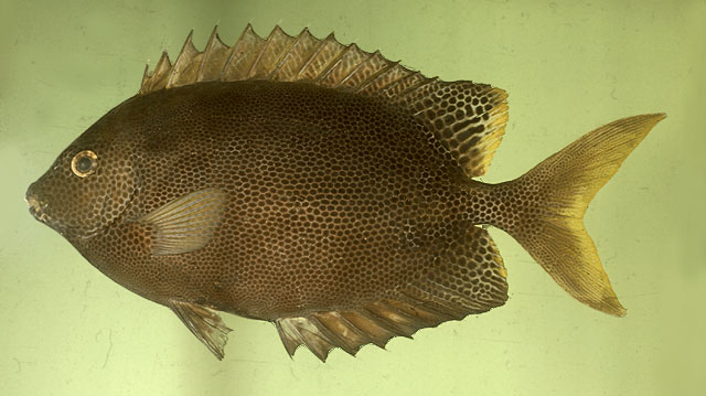ปลาสลิดหินดอกดำ
Siganus stellatus   (Forsskål, 1775)  
Brown-spotted spinefoot  
ขนาด 40 cm