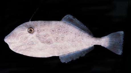 ปลางัวใหญ่หางตัด
Aluterus monoceros   (Linnaeus, 1758)  
Unicorn leatherjacket filefish  
ขนาด 80