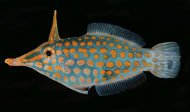 ปลางัวจมูกยาว
Oxymonacanthus longirostris   (Bloch & Schneider, 1801)  
Harlequin filefish  
ขนาด