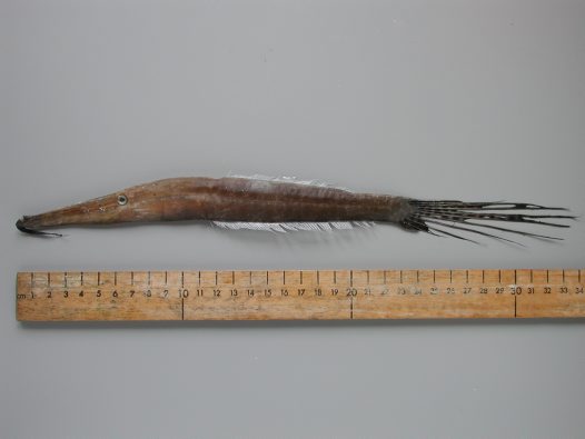 ปลางัวใบสาหร่าย
Anacanthus barbatus   Gray, 1830  
Bearded leatherjacket 
ขนาด 20cm
