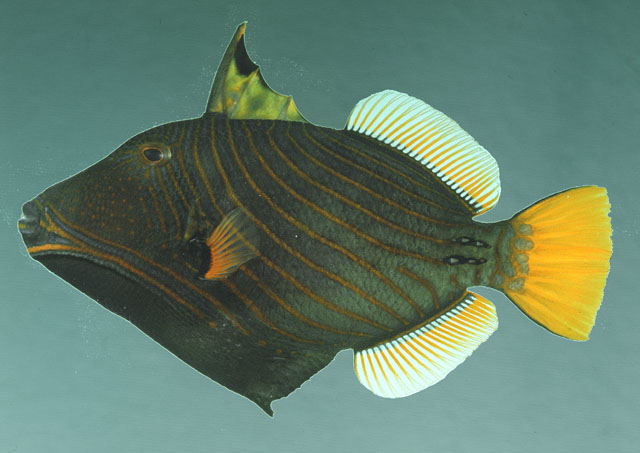 ปลาวัวลายส้ม
Balistapus undulatus   (Park, 1797)  
Orange-lined triggerfish  
ขนาด 30cm
