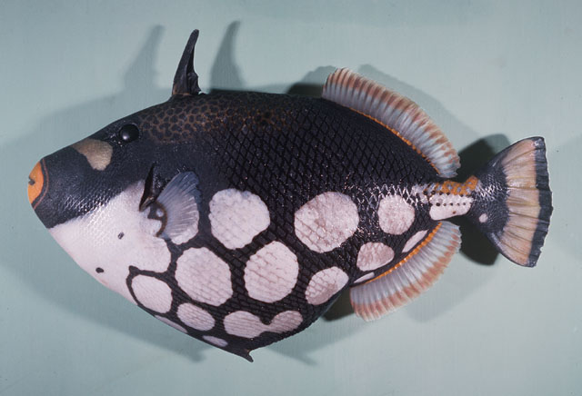 ปลาวัวมงกุฎ
Balistoides conspicillum   (Bloch & Schneider, 1801)  
Clown triggerfish  
ขนาด50cm
